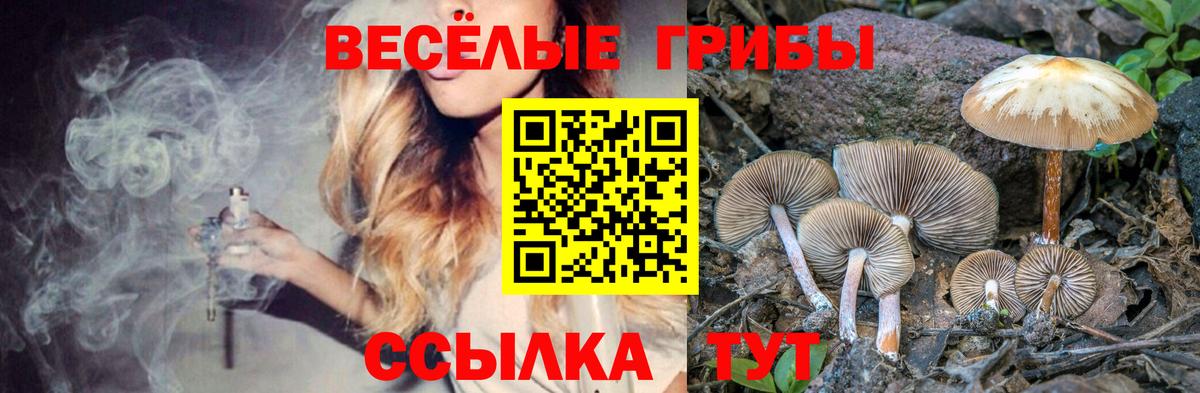 где найти   Вход с VPN  Касимов  Галлюциногенные грибы Psilocybine cubensis  Галлюциногенные грибы мицелий 